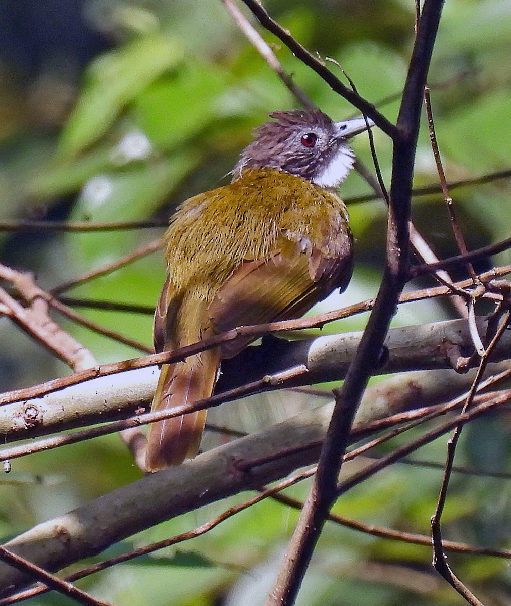 Red-tailed Greenbul - ML614515070