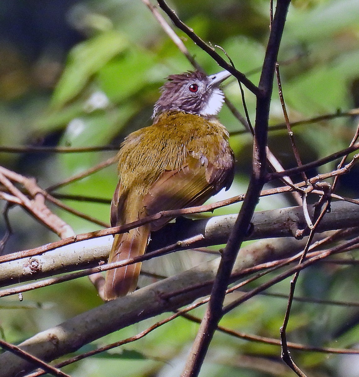 Red-tailed Greenbul - ML614515071