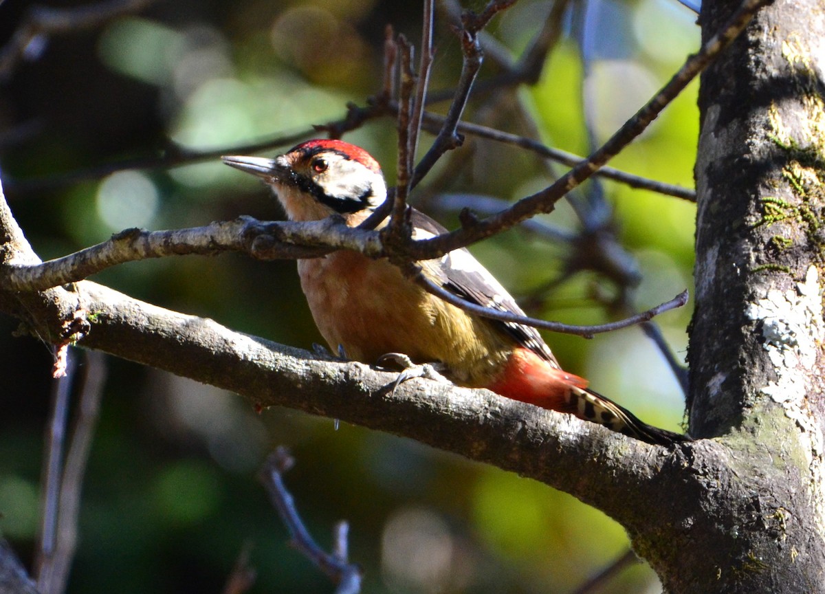 Himalayan Woodpecker - ML614515224
