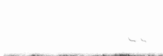 Esmer Başlıklı Arapbülbülü - ML614515383