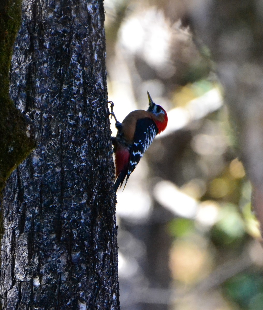 Rufous-bellied Woodpecker - ML614515508