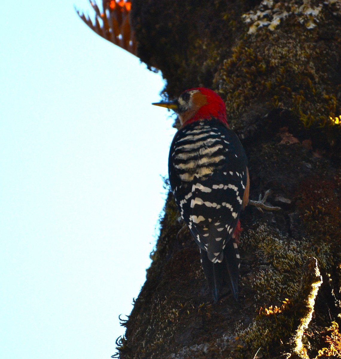 Rufous-bellied Woodpecker - ML614515509