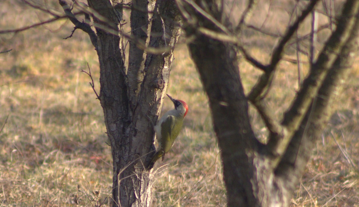 Eurasian Green Woodpecker (Eurasian) - ML614515568