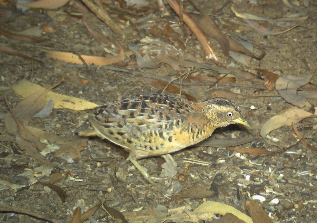Red-backed Buttonquail - ML614515608