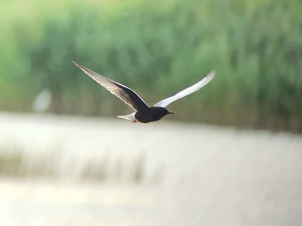 White-winged Tern - ML614515732