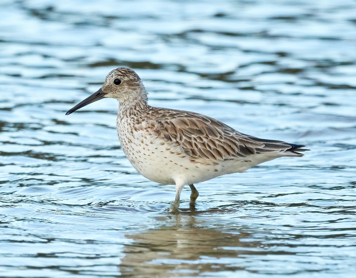 Great Knot - ML614515737