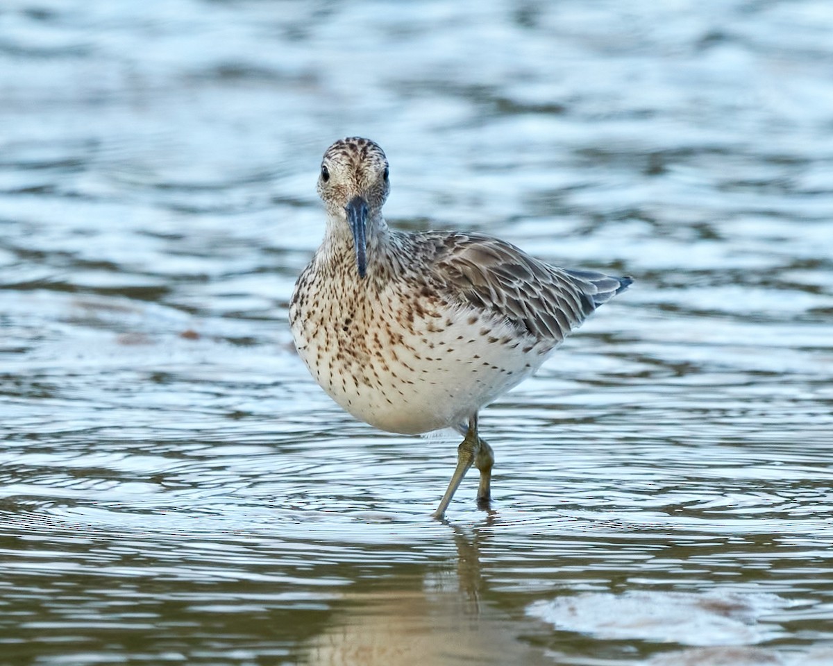 Great Knot - ML614515738