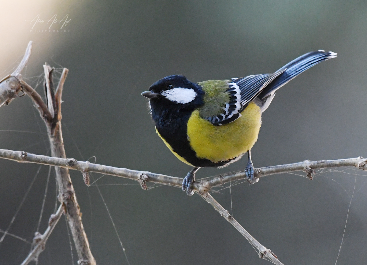 Green-backed Tit - ML614515939
