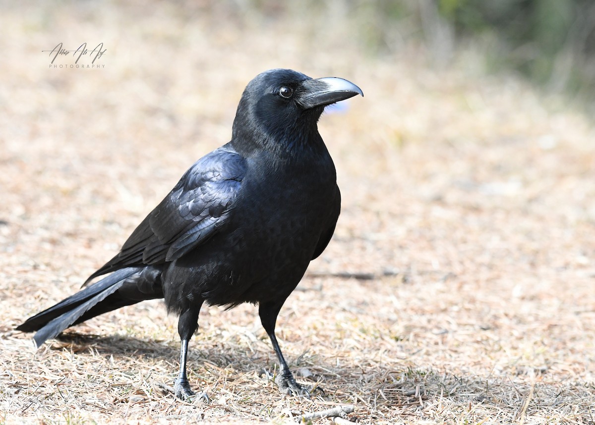 Large-billed Crow - AKBAR ALI ASIF