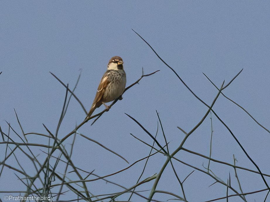 Spanish Sparrow - Prathamesh Desai