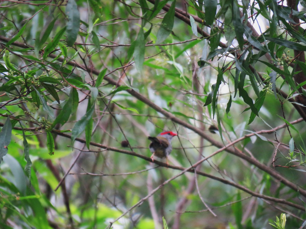 Red-browed Firetail - ML614516772