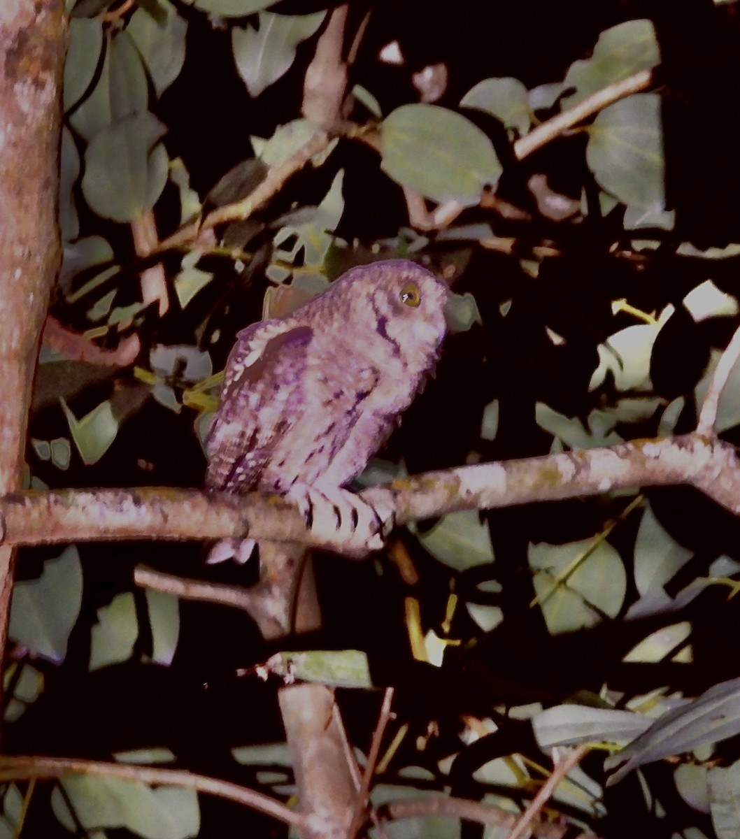 Seychelles Scops-Owl - ML614516836