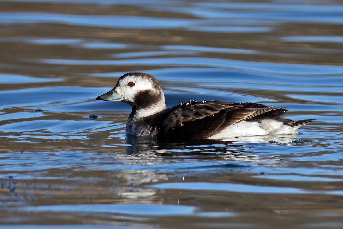 Long-tailed Duck - ML614517092