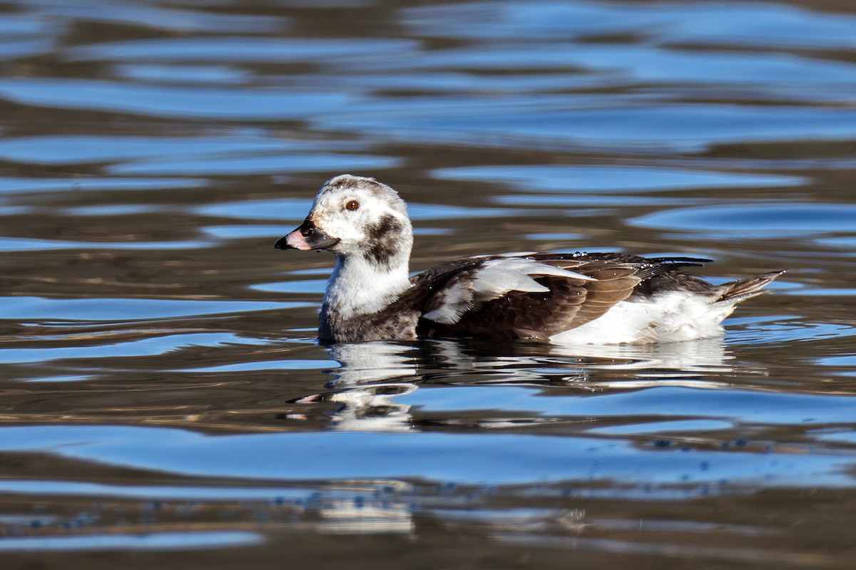 Long-tailed Duck - ML614517093
