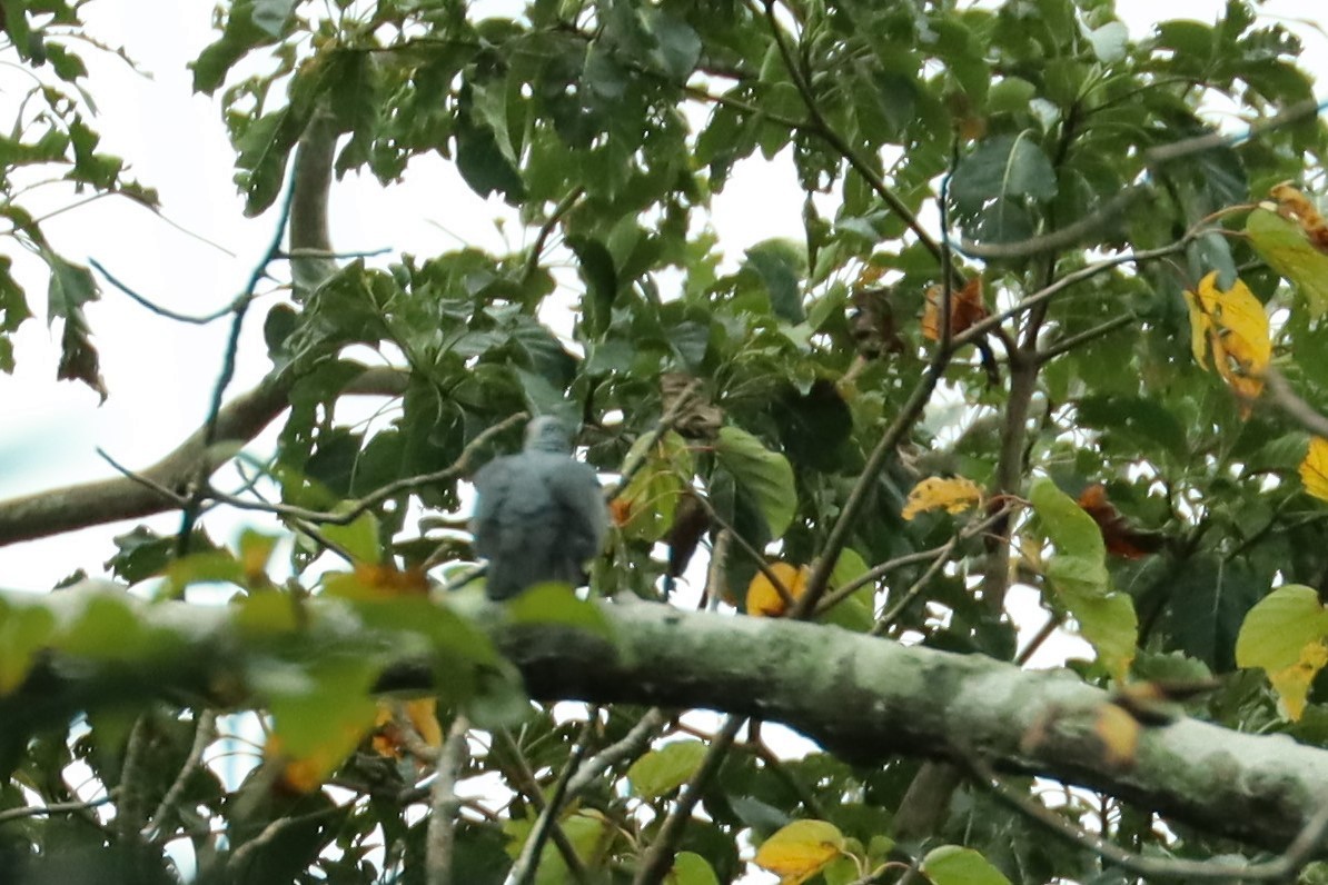Pigeon des Andaman - ML614517286