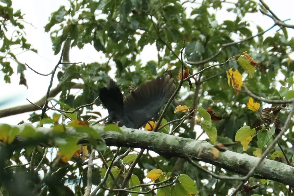 Andaman Wood-Pigeon - ML614517287