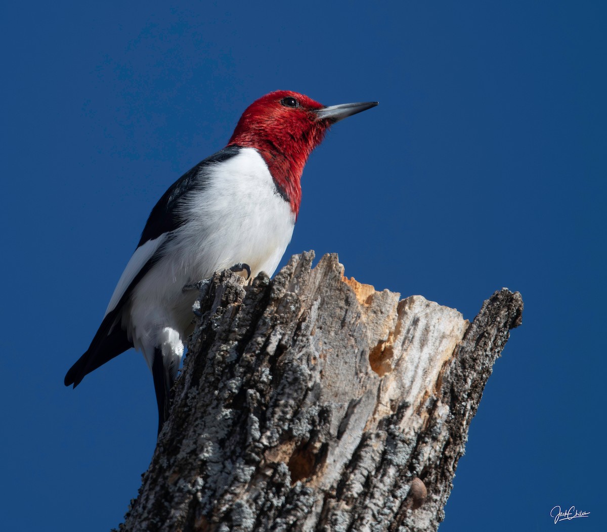 Red-headed Woodpecker - ML614517946