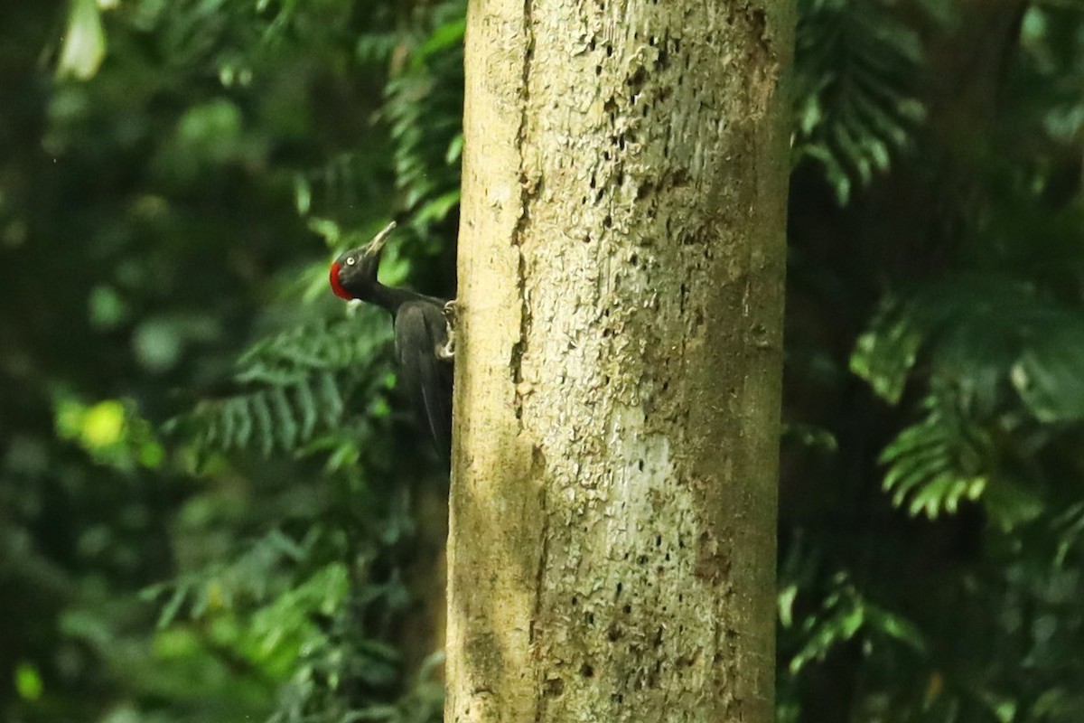 Andaman Woodpecker - ML614518024