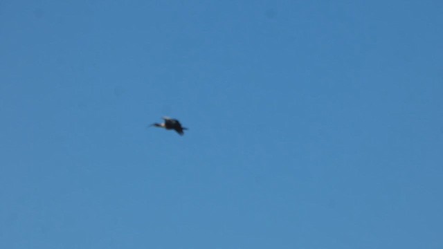 ibis bělokřídlý - ML614518106