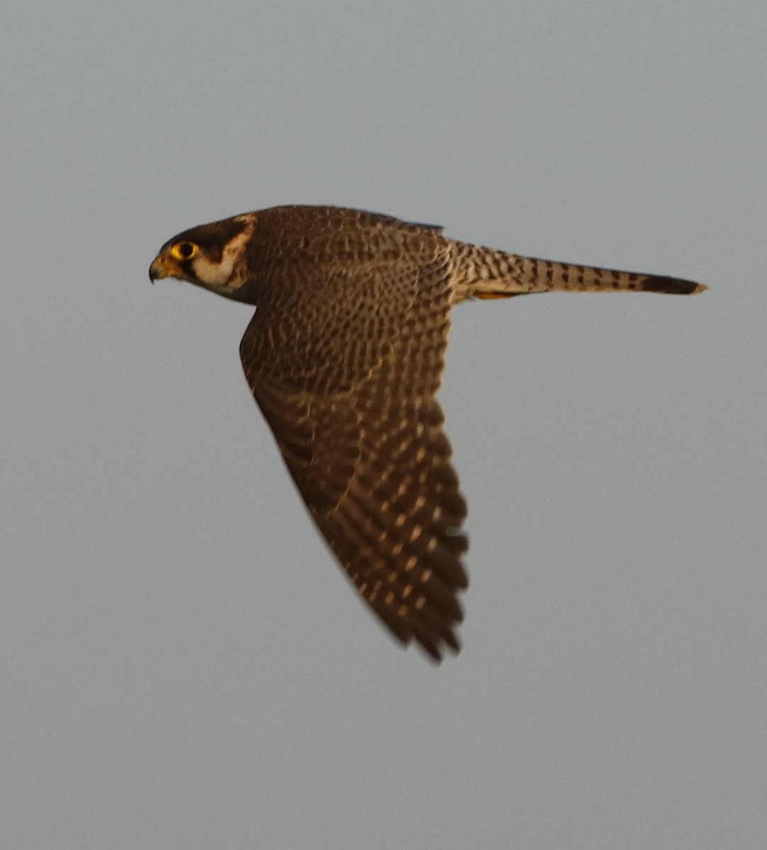 Red-necked Falcon - Stratton Hatfield