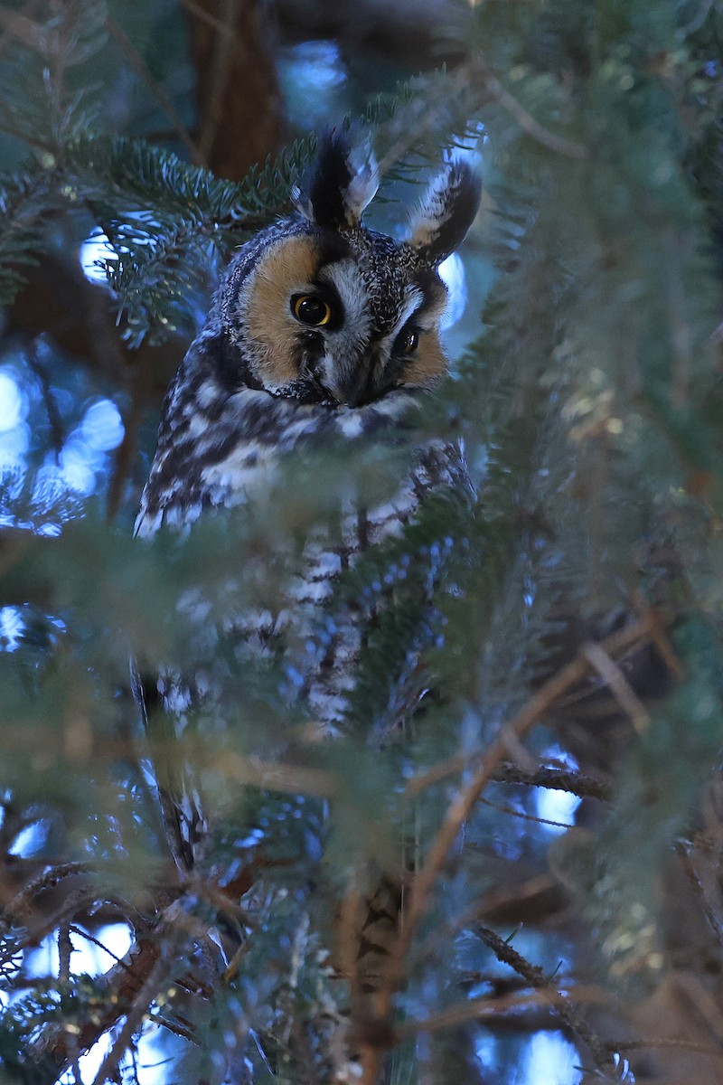 Long-eared Owl - ML614518229
