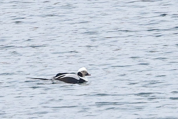 Long-tailed Duck - ML614518264