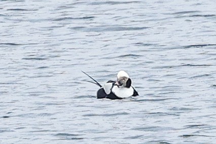 Long-tailed Duck - ML614518265