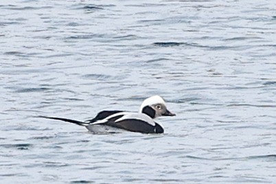 Long-tailed Duck - ML614518266