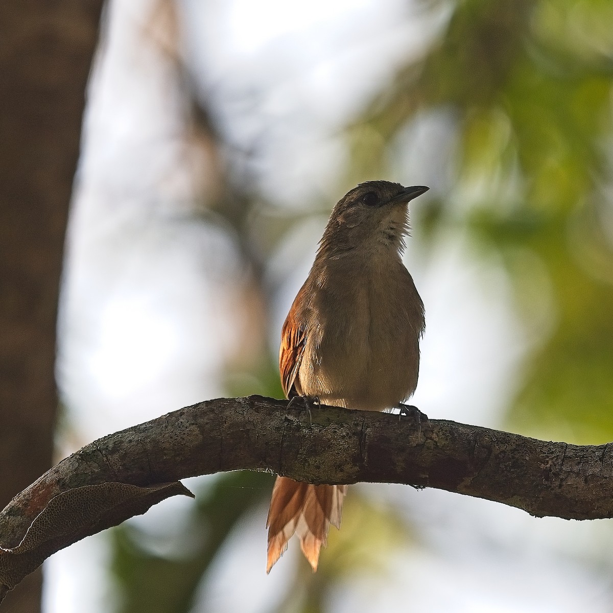 Plain-crowned Spinetail - ML614518279