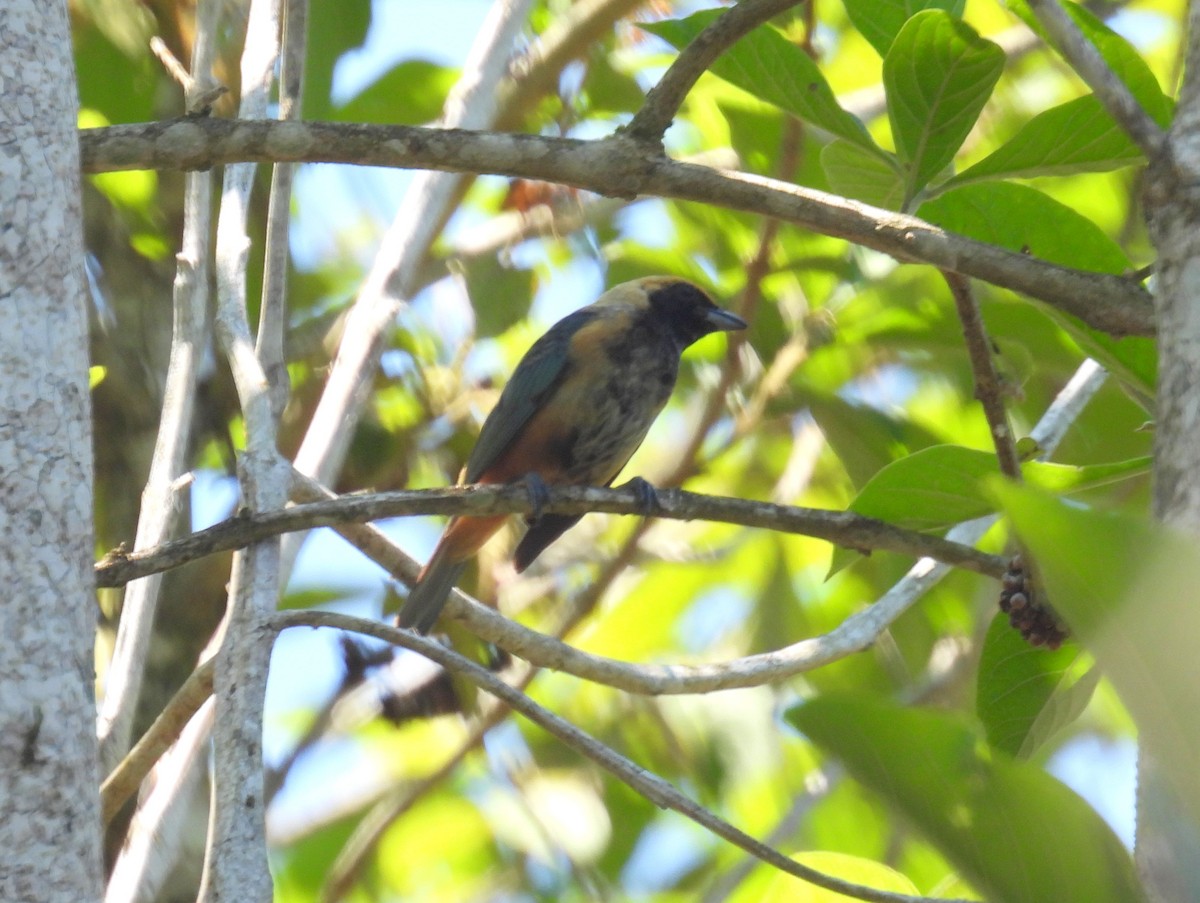 Burnished-buff Tanager (Stripe-bellied) - ML614518335