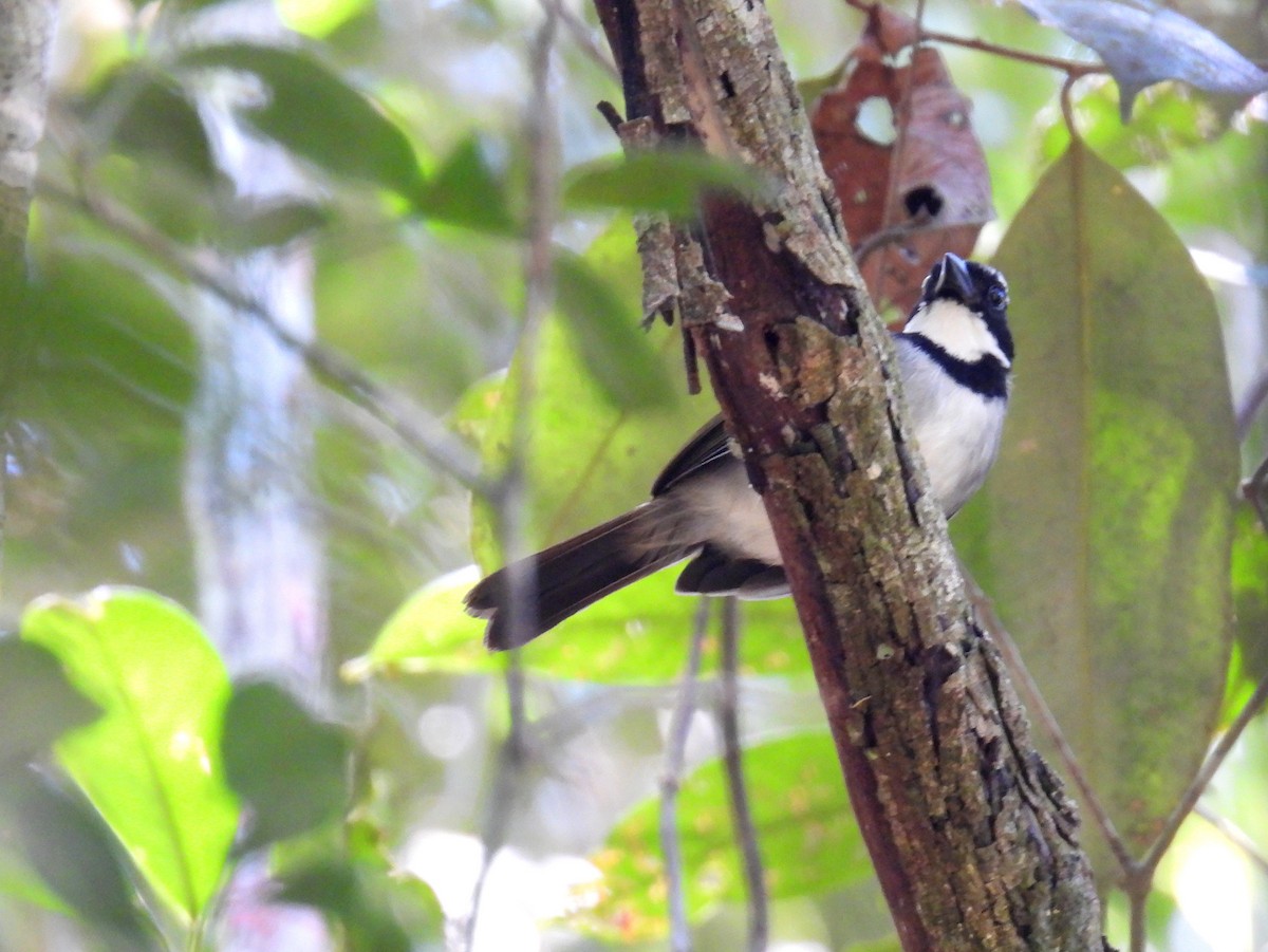 Pectoral Sparrow (Pectoral) - bob butler