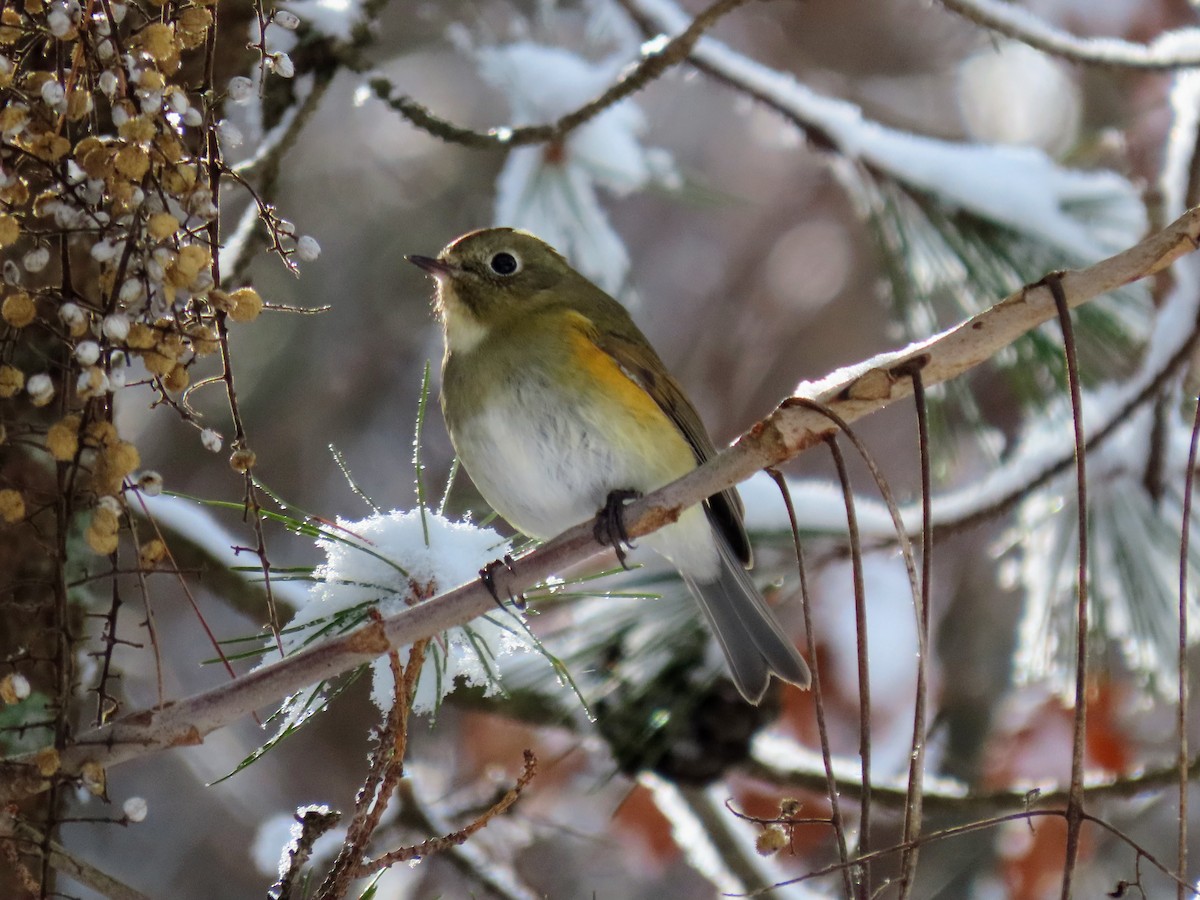 Red-flanked Bluetail - ML614518738