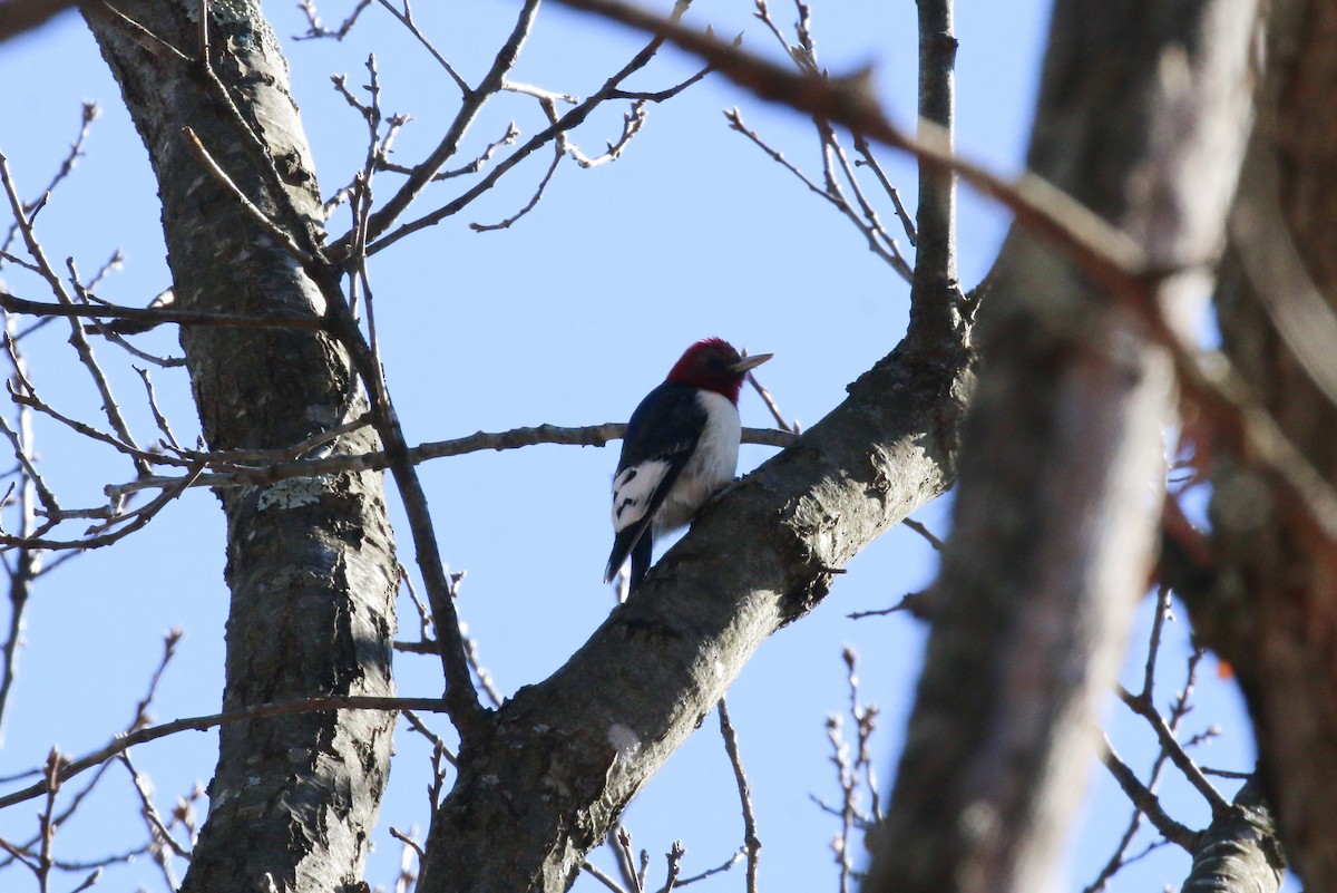 Red-headed Woodpecker - ML614518911