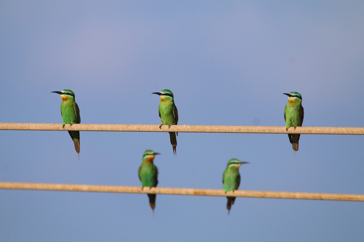 Blue-cheeked Bee-eater - ML614518958