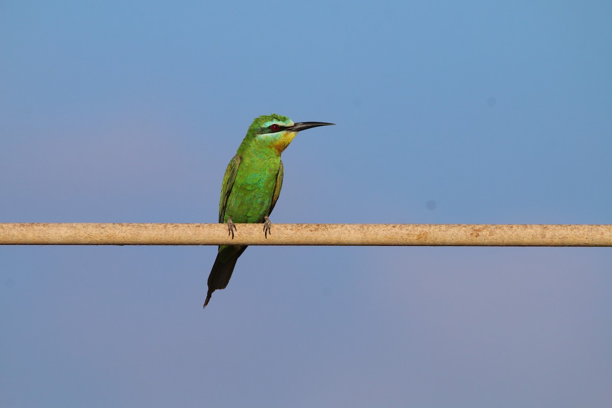 Blue-cheeked Bee-eater - ML614518974
