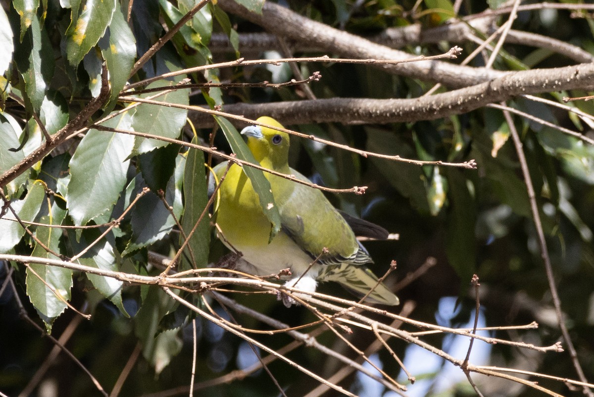 White-bellied Green-Pigeon - ML614519137