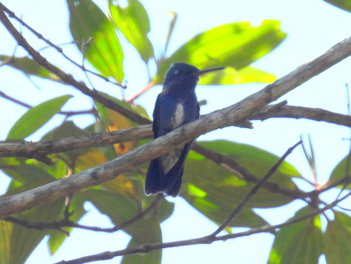 kolibřík safírový (ssp. lactea/zimmeri) - ML614519170