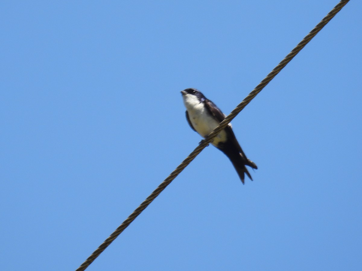 Blue-and-white Swallow (cyanoleuca) - bob butler