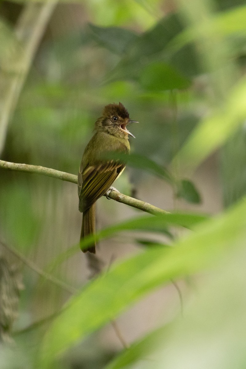 Sepia-capped Flycatcher - Benjamin Griffith