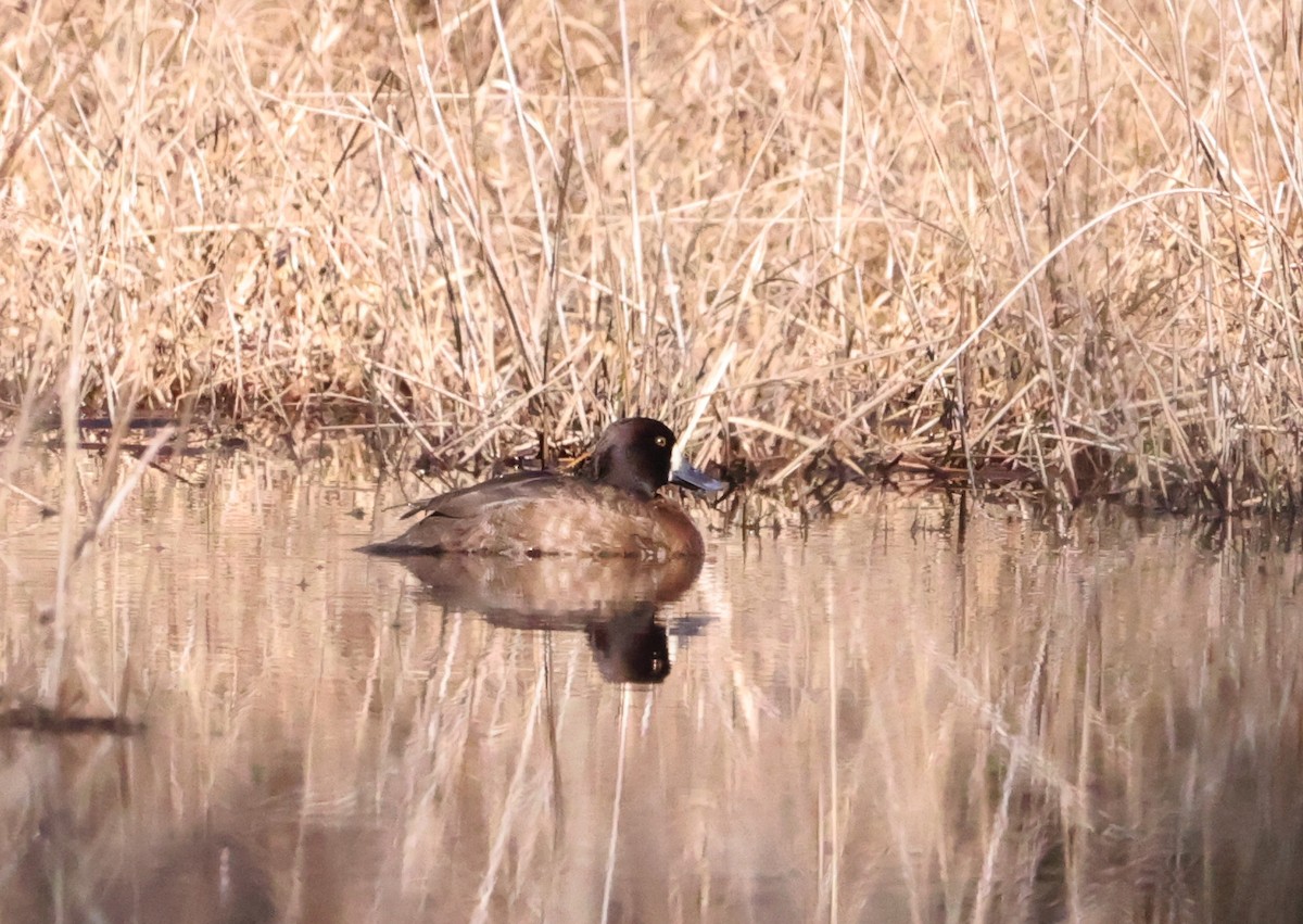 Greater Scaup - ML614519457