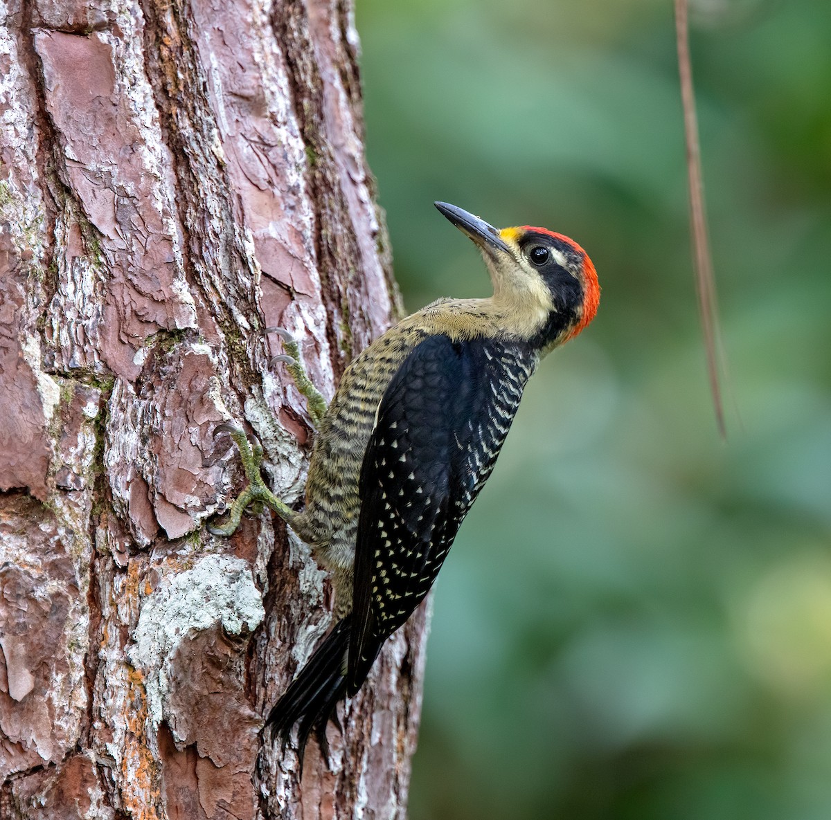 Black-cheeked Woodpecker - ML614519469