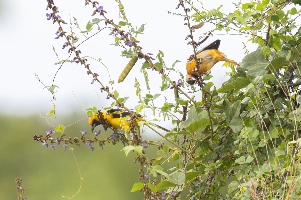 Yellow-tailed Oriole - Benjamin Griffith