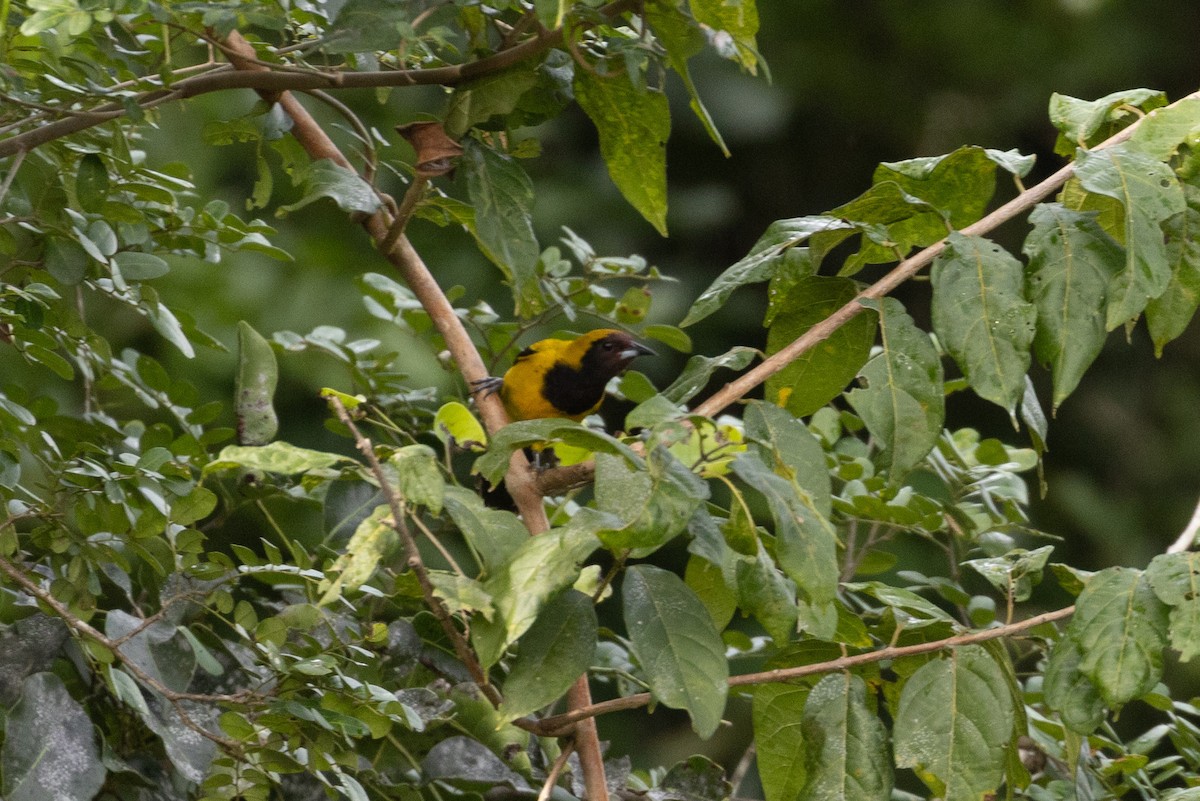 Black-cowled Oriole - Benjamin Griffith