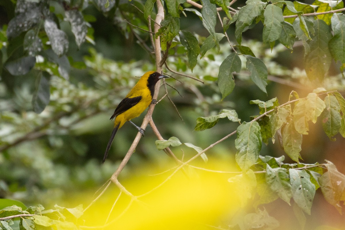 Black-cowled Oriole - Benjamin Griffith