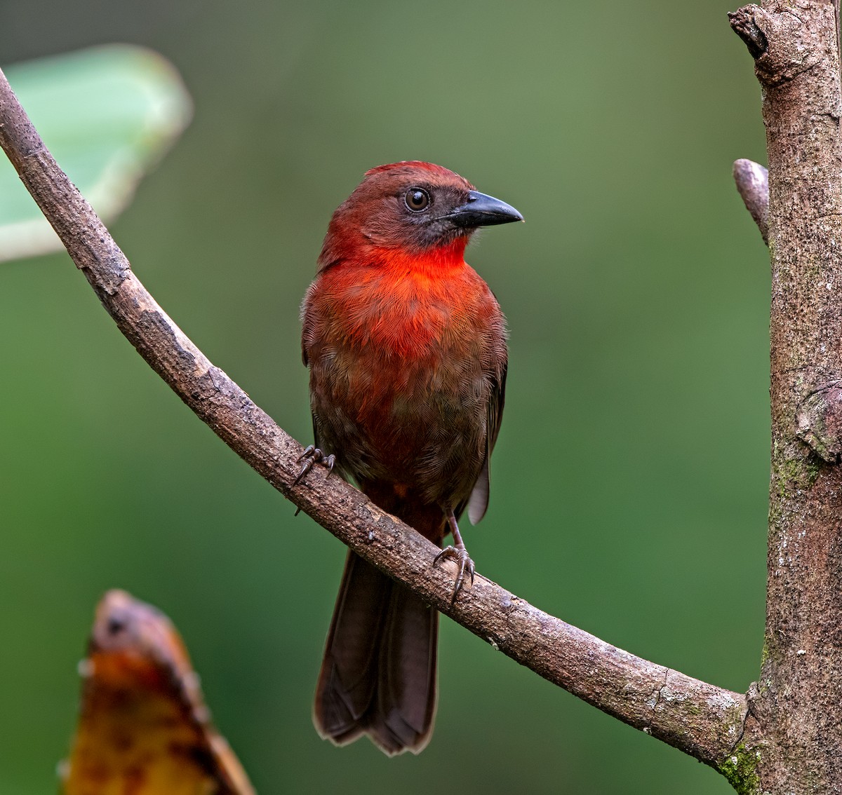 Red-throated Ant-Tanager - Ian Maton