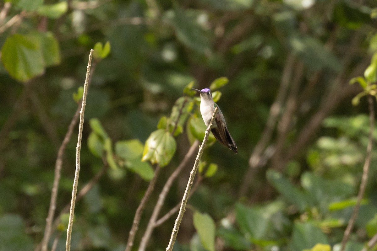 kolibřík klínoocasý (ssp. pampa) - ML614519536