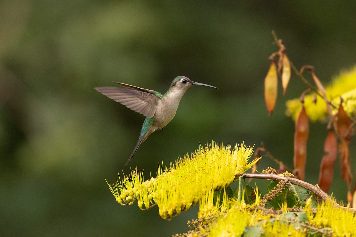 Wedge-tailed Sabrewing (Wedge-tailed) - Benjamin Griffith
