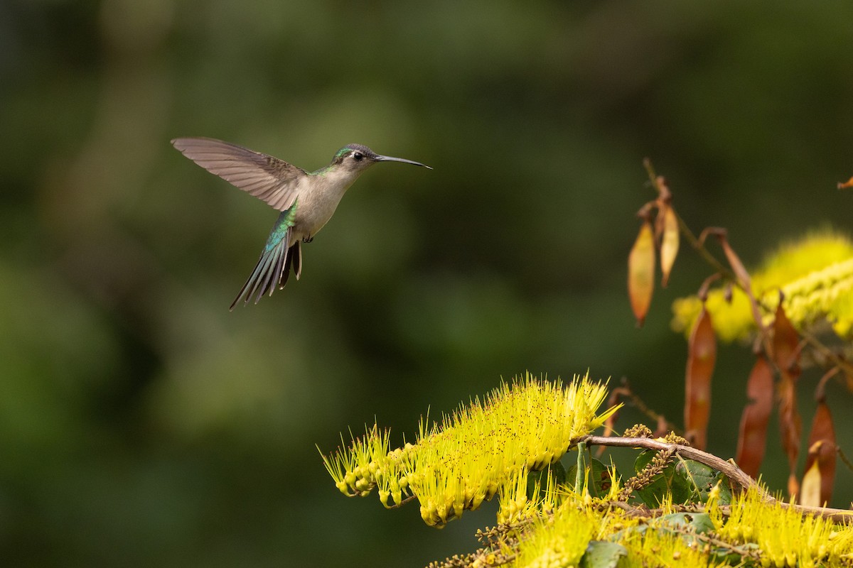 Wedge-tailed Sabrewing (Wedge-tailed) - ML614519538