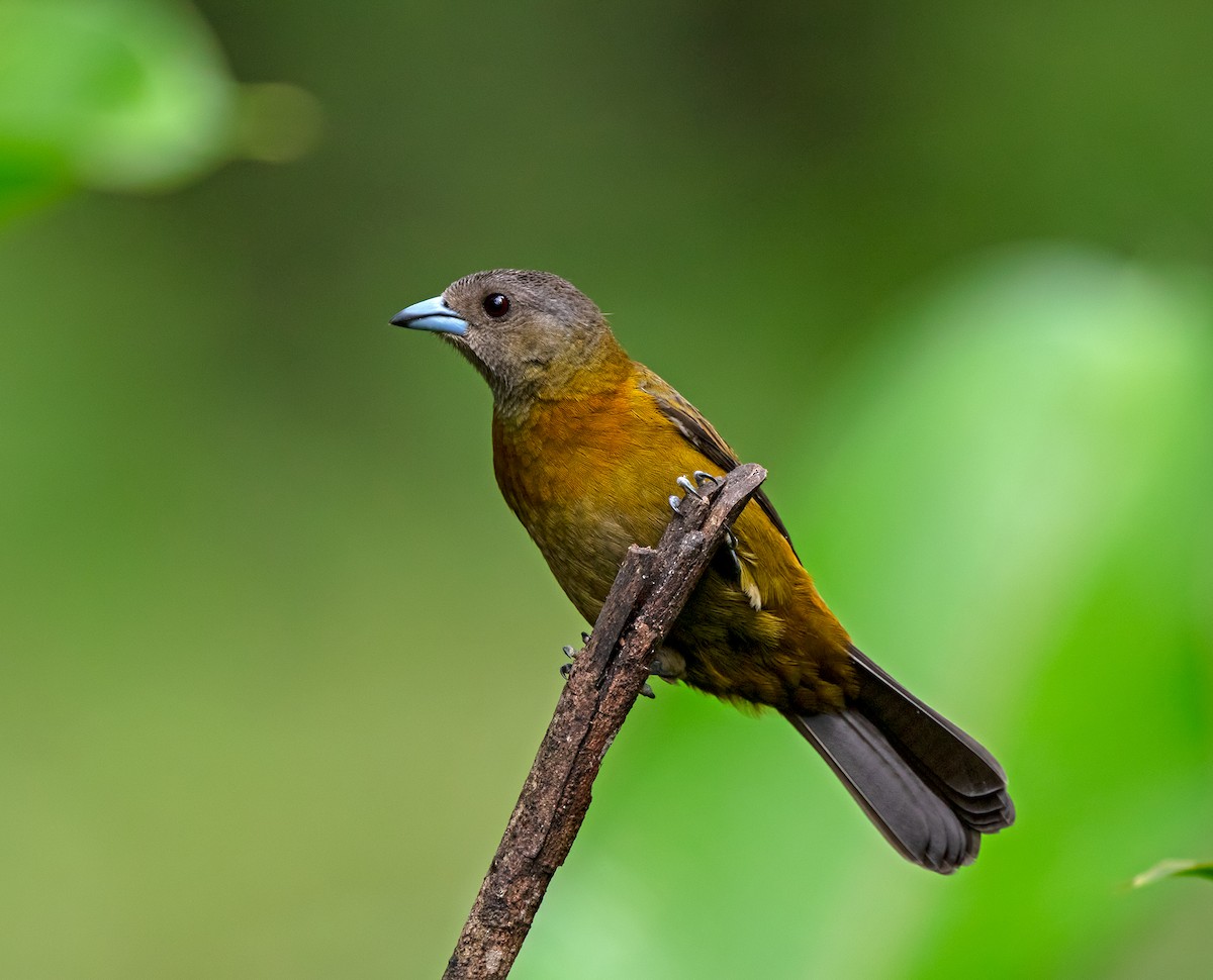 Scarlet-rumped Tanager - ML614519590