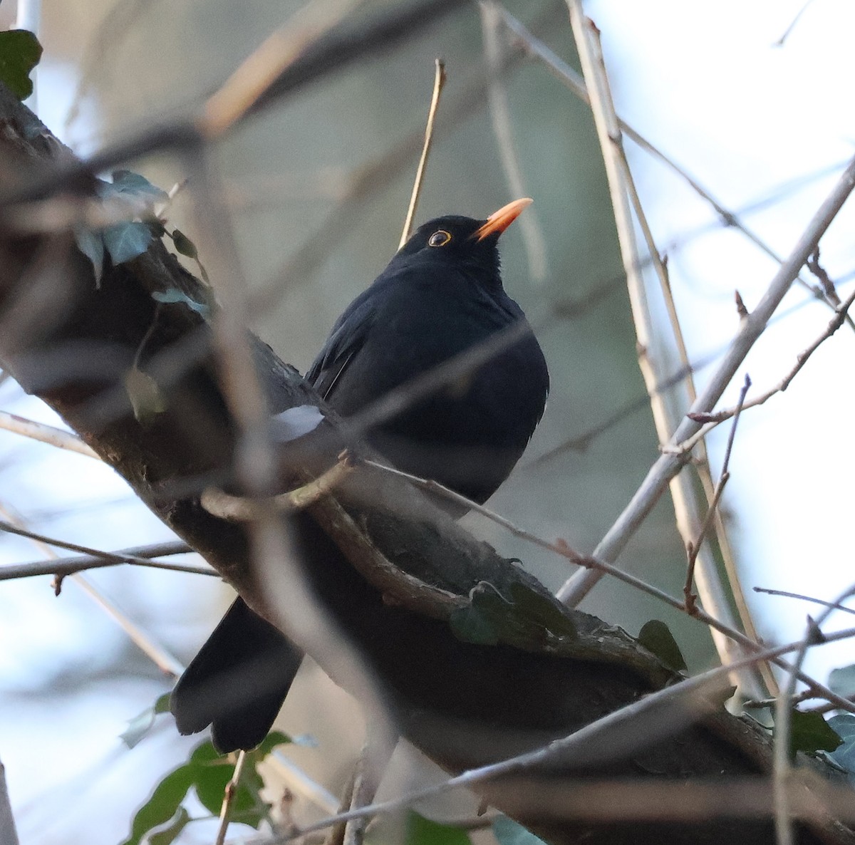 Eurasian Blackbird - ML614519738